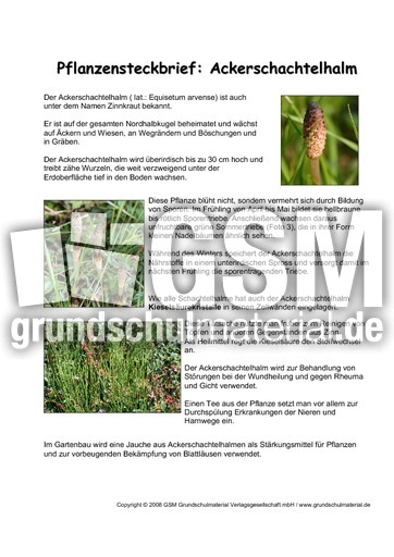 Pflanzensteckbrief-Ackerschachtelhalm.pdf